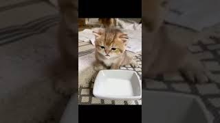 gatitos tomando leche