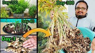 10 रुपए में उगाइये 10 किलो अदरक ~ Secret To Grow Tons Of Ginger In Container ~With 10 Months Updates