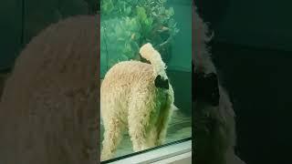 Crazy animal poop  #funnyshorts #funny #funnyanimal #animals #foryou #dog