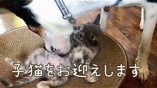 【ご報告】りおんが子猫のお兄ちゃんになります