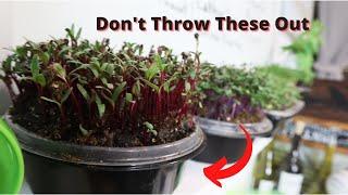 How to Make a Self Watering Microgreen Grower out of a Take out Container