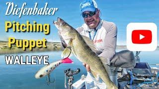 Walleye on Pitching Puppets | Lake Diefenbaker