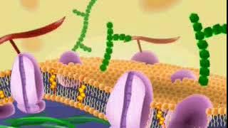 What are phospholipids