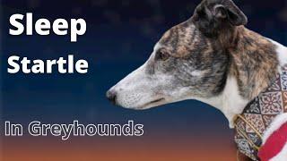 Sleep Startle in Greyhound