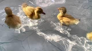 The Ducklings Go For Their First Swim!