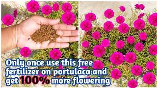 Best fertilizer for portulaca/moss rose/table rose/9o'clock plant/Homemade fertilizer for portulaca.