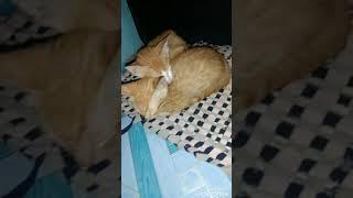 Look a like Twin cute kittens sleepy mood  videos /#J Lay Channel