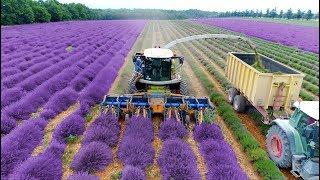 Lavender Harvest & Oil Distillation | Valensole - Provence - France | large and small scale