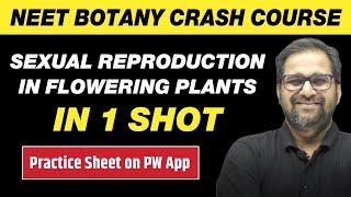 SEXUAL REPRODUCTION IN FLOWERING PLANTS in One Shot - All Theory & PYQs | Class 12 | NEET