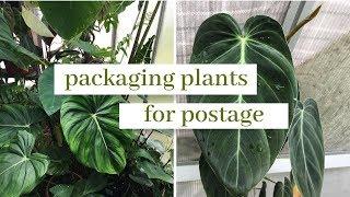 how to package plants for postage