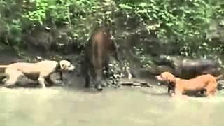 dogs attacking a boar.   питбули атакуют кабана