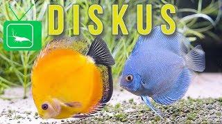 Discus fish