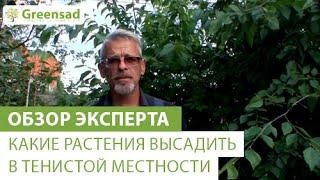 Какие растения высадить в тенистой местности