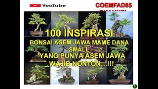 TERBARU 2022 PAMERAN ASEM JAWA, 100 BONSAI ASEM JAWA MAME & SMALL TERBAIK, INSPIRASI BUAT PEMULA,