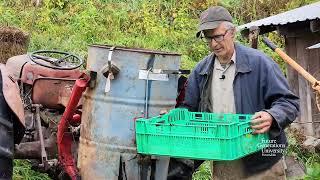 Processing Black Walnuts