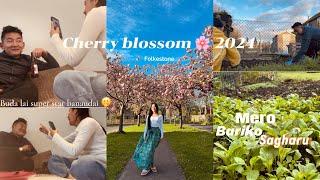 buda lai superstar banaune kram ma chu hai🫣||cherry blossom  2024 ||afnai Bari ko sagharu