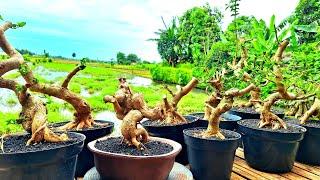 REVIEW TEPI SAWAH BONSAI MURAH BERBAGAI JENIS BAHAN BONSAI