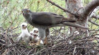 Azor común (Accipiter gentilis) Northern Goshawk