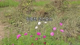 고양 강매석교