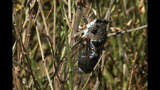 Lyristes plebejus, singing male