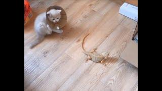 Those cold-blooded domestic pets  那些冷血的家养宠物们