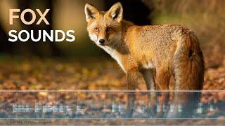 Red Fox Sounds & Call - The screams of a Red Fox calling at night