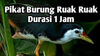 Suara pikat burung ruak ruak malam terjitu, Gak sampai 5 menit langsung dapat