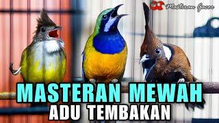 MASTERAN GACOR ADU TEMBAKAN CUCAK CUNGKOK VS CUCAK JENGGOT VS CILILIN BURUNG FAVORIT ISIAN MURAI