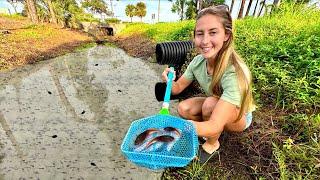 How to Catch TADPOLES in Backyard after STORM!!