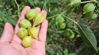 AMAZING HARVEST . wild berries