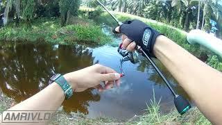 Haruan Saiz Idaman Raya Korban Olak Lempit | Ultralight fishing AMRIVLOG#23