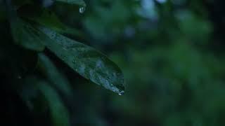 Soft Sound for Relaxing - Beautiful Piano Music, Sleeping Music, Rain, Nature, ASMR