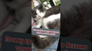 Смешные цены на Путешествие-Ретрит в Абхазию! Бронь до 25-го июНя! #отдых #абхазия #море #развитие