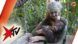 Baby-Affen in Gefahr: Wie Orang Utan-Waisen in der Waldschule Überleben lernen | stern TV