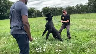 Black Russian Terrier vs GSD vs Maremma Sheep dog flock Guardians! Organic Egg farm