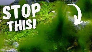 How To PREVENT Algae Growth In Your Freshwater Aquarium | EASY STEPS