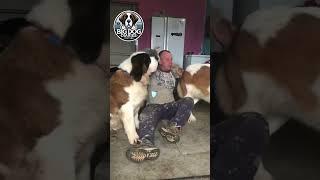 Big Saint Bernard Dog Shenanigans ! #dogshorts #shorts #funnyshorts #dogsofinstagram