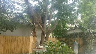 White Morph Squirrel Rare Sighting in Florida Pensacola Tree. Albino? Ghost, Clown? "Unbelievable"