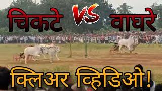 ऐतिहासिक पट पार पाडलं मसली इथे. चिकटे vs वाघरे||चिकटे विजय  || clear video 