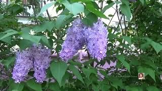 "ПАМЯТЬ  СО  МНОЮ"... (ГИМН  СИРЕНИ), исп. Н. ЛЁВИНА