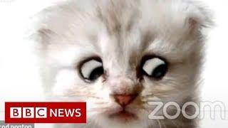 Lawyer uses Zoom filter by mistake - 'I'm not a cat' - BBC News