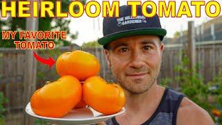 This Is My FAVORITE Heirloom Tomato: I ALWAYS Grow This Tomato!