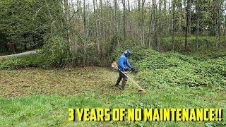 ELDERLY COUPLE COULDN'T CONTROL THE BLACKBERRIES! Stihl FS-240 Brush Cutter #Stihl #BrushCutting