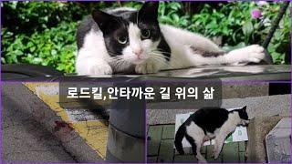 길위의 삶, 그 마지막이 로드킬이 되어 떠난 동네고양이 예삐 이야기