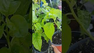 all kinds of growing #florida #garden #zone10 #plants #veggies #growyourownfood #harvest