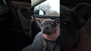 frenchton puppy going home! #augiesdogies #shorts #home #hybrid #frenchie #bostonterrier