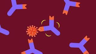 What are Antibodies?