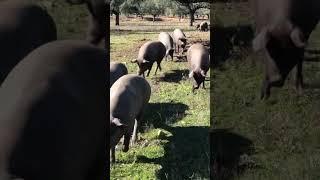 Iberian pigs