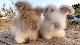 Adorable Fluffy Rabbits Have Huge Ears