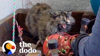 Spicy Feral Cat Knocks Rescuer's Phone Out Of Her Hand | The Dodo